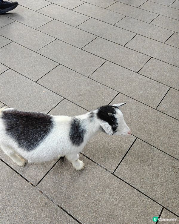 世界之窗入面個動物園