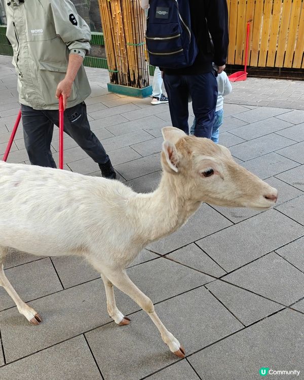 世界之窗入面個動物園