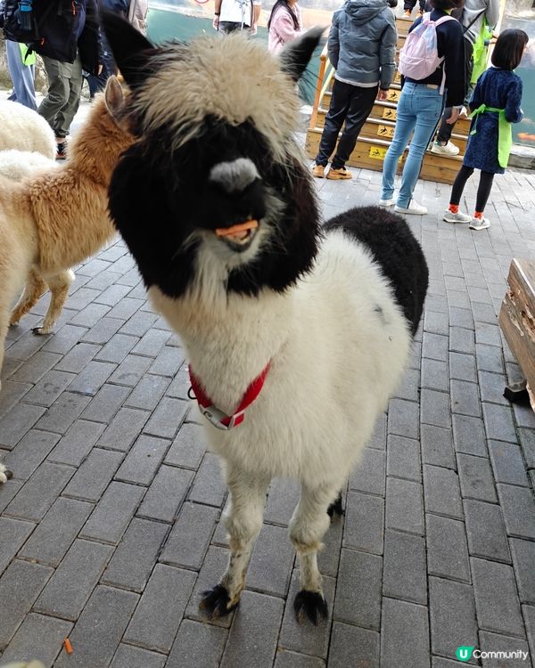 世界之窗入面個動物園