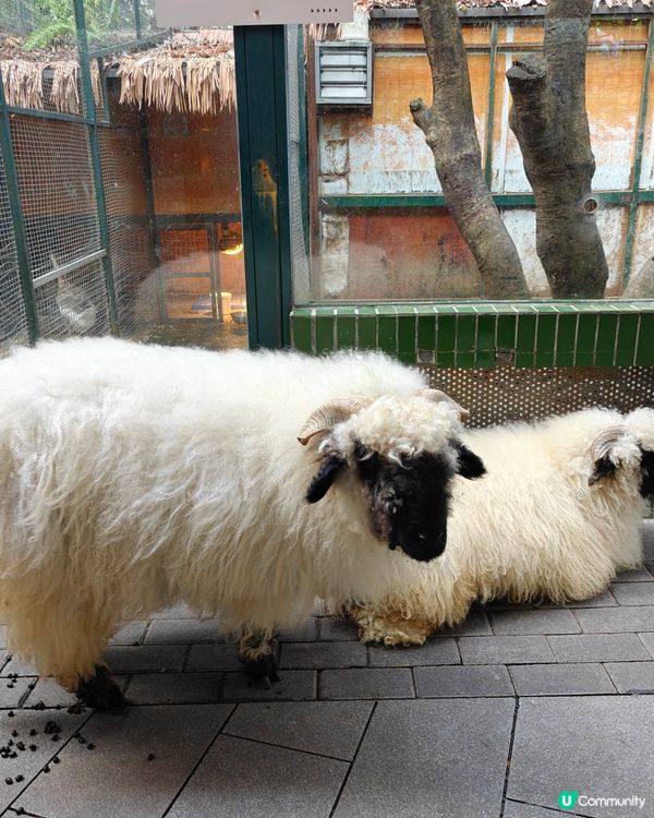 世界之窗入面個動物園