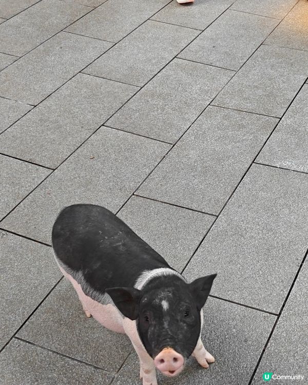 世界之窗入面個動物園