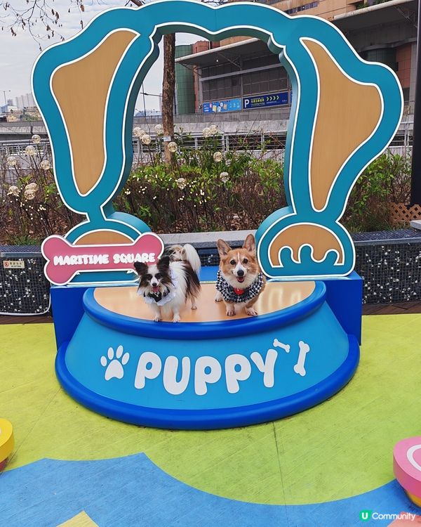 青衣城 青新貓狗樂園🐶🐱🐾