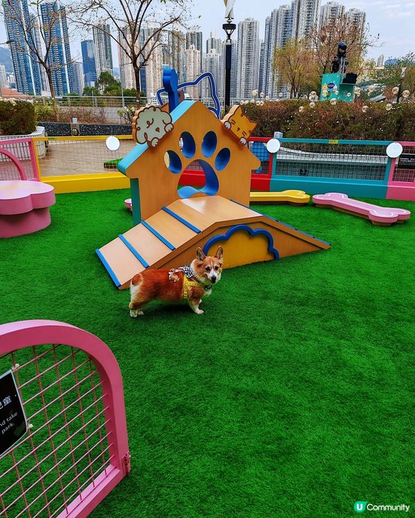 青衣城 青新貓狗樂園🐶🐱🐾