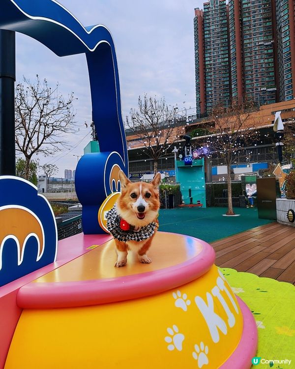 青衣城 青新貓狗樂園🐶🐱🐾