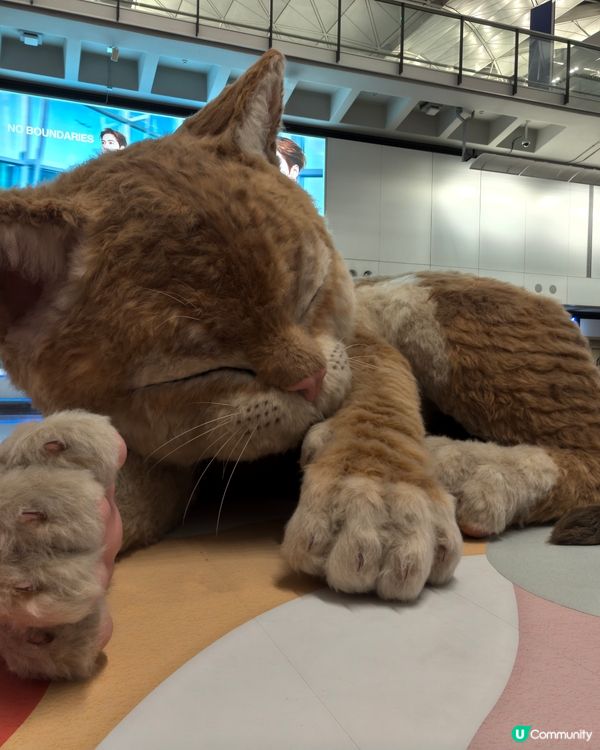 機場✈️🐱