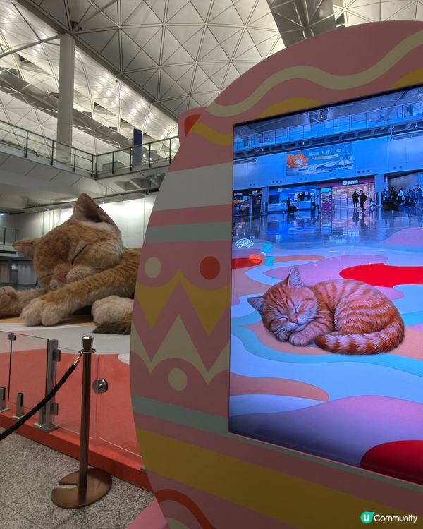 機場✈️🐱