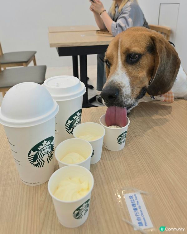 Starbucks 狗仔cream