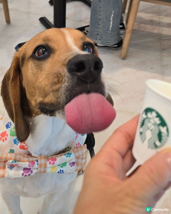 Starbucks 狗仔cream