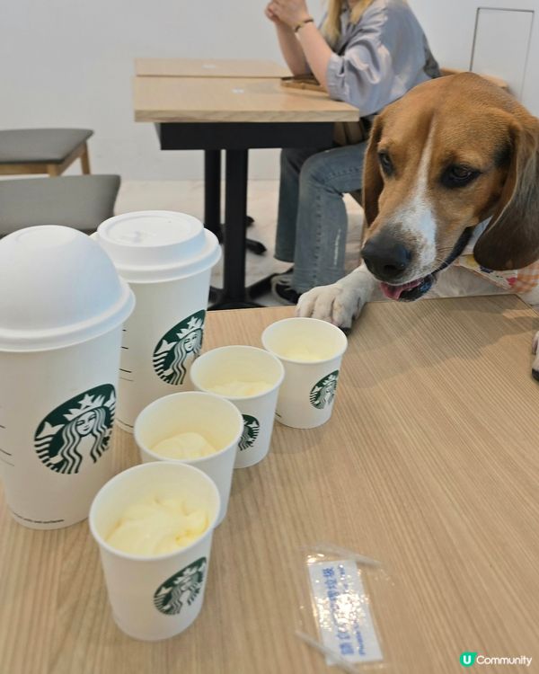 Starbucks 狗仔cream