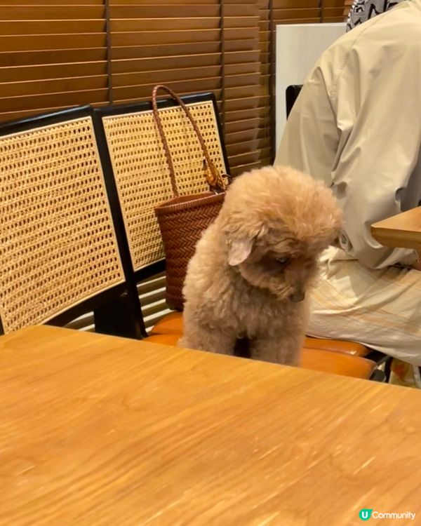 香噴噴炸雞班戟 🐶雙眼發光