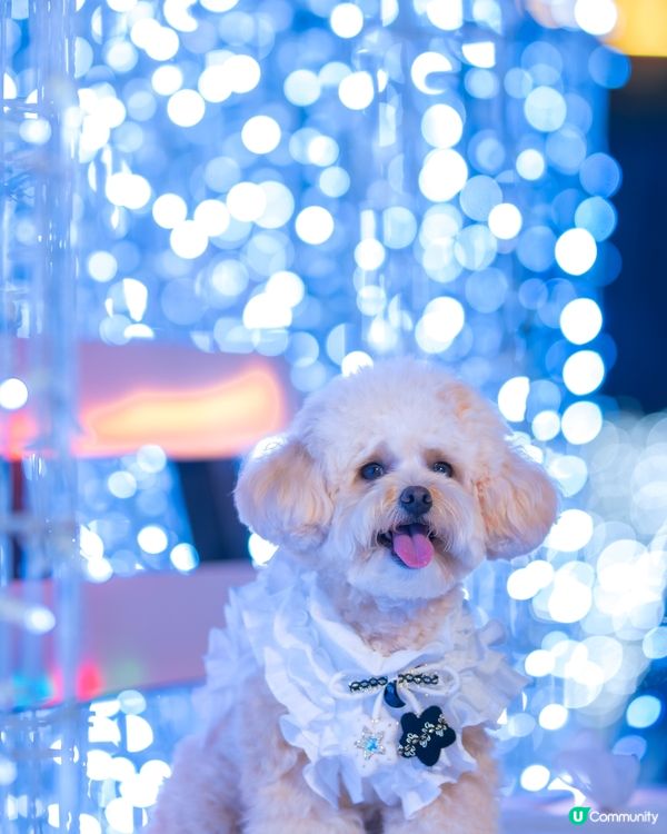 Festilumi 沉浸式光影樂園