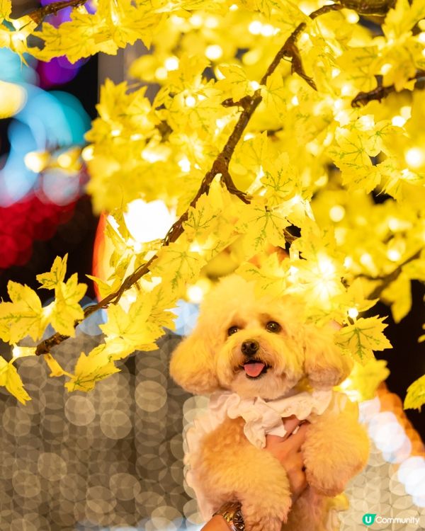 Festilumi 沉浸式光影樂園