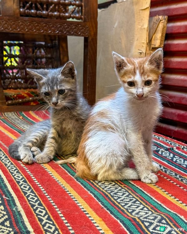 🇪🇬來自埃及的貓貓🐈🐱