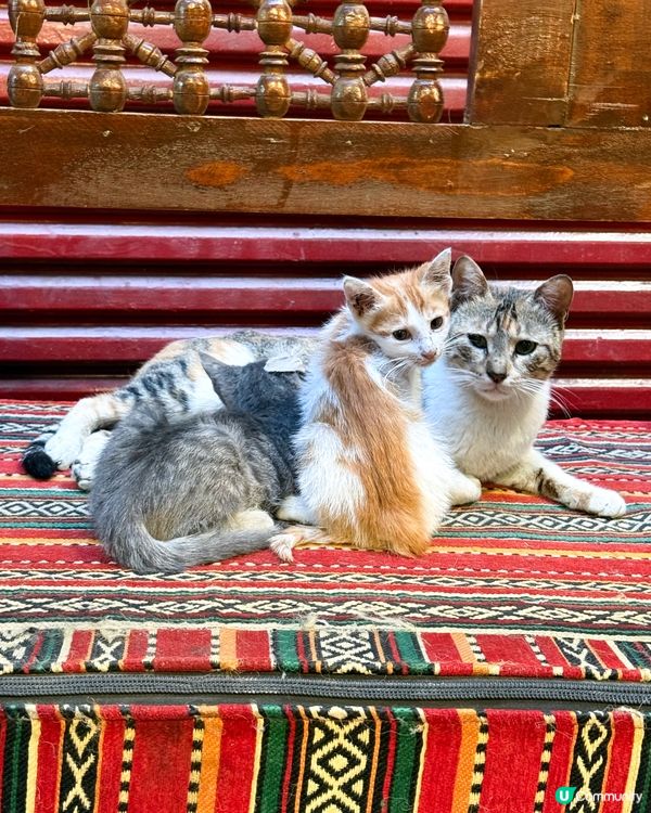 🇪🇬來自埃及的貓貓🐈🐱