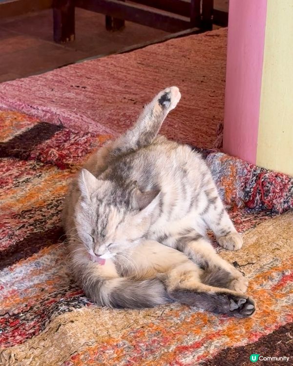 🇪🇬來自埃及的貓貓🐈🐱