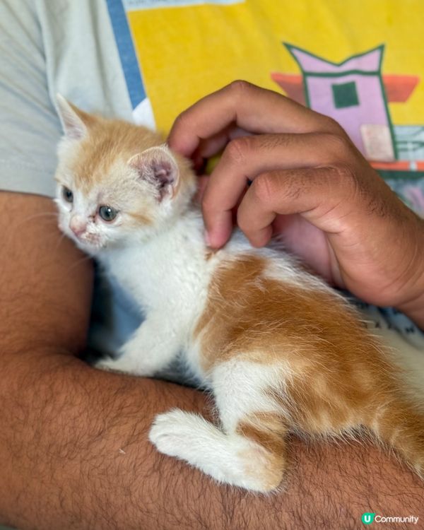 🇪🇬來自埃及的貓貓🐈🐱