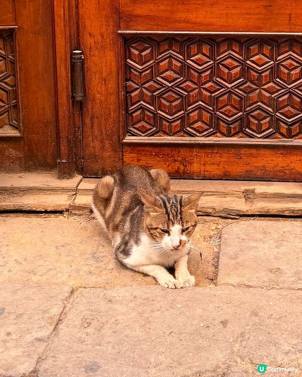 🇪🇬來自埃及的貓貓🐈🐱