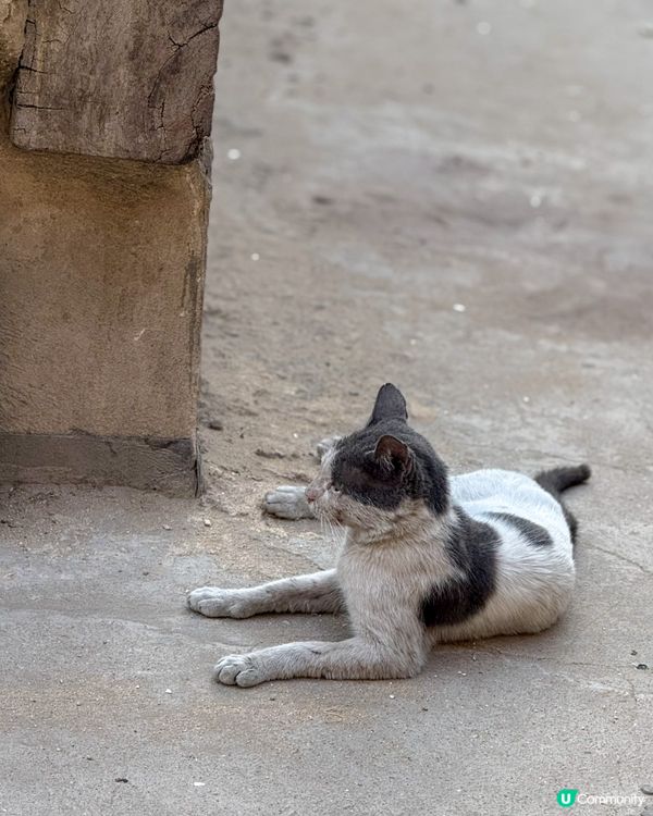 🇪🇬來自埃及的貓貓🐈🐱