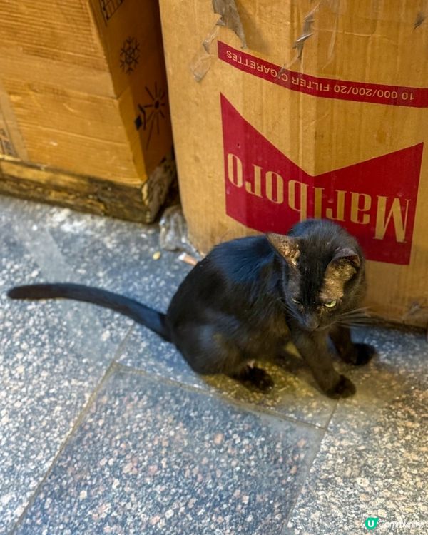 🇪🇬來自埃及的貓貓🐈🐱