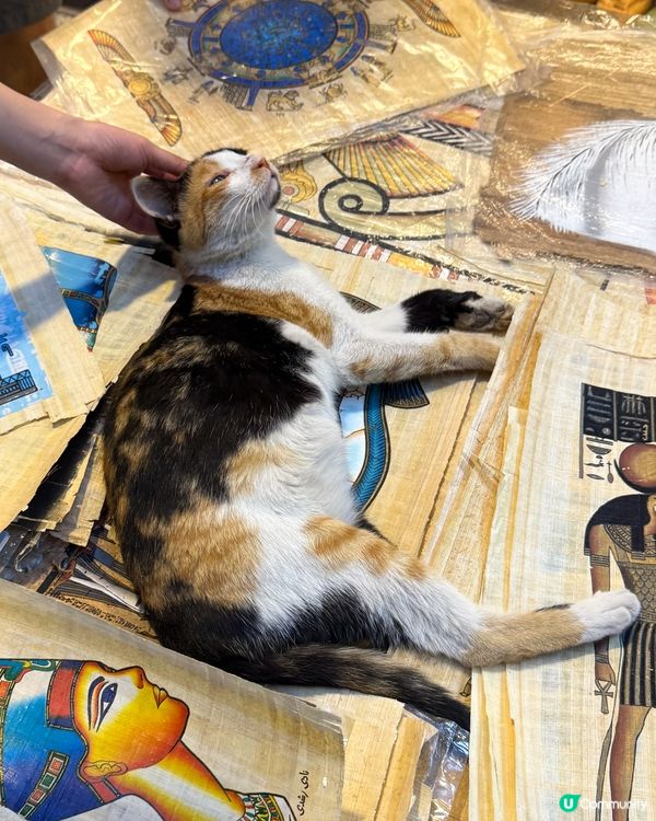 🇪🇬來自埃及的貓貓🐈🐱