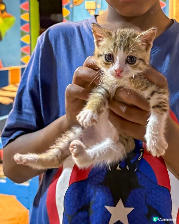 🇪🇬來自埃及的貓貓🐈🐱