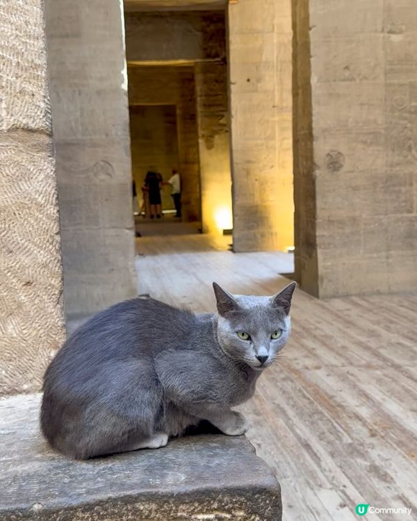 🇪🇬來自埃及的貓貓🐈🐱