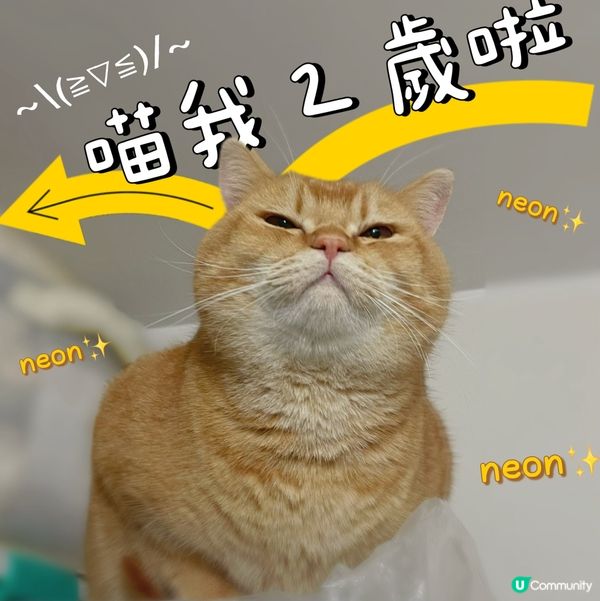 貓咪生日🎂