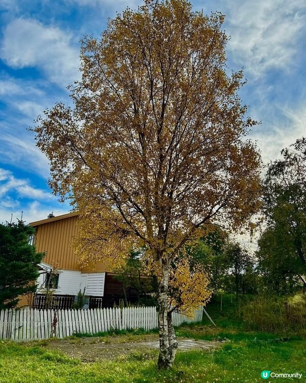 等待晚間睇北極光