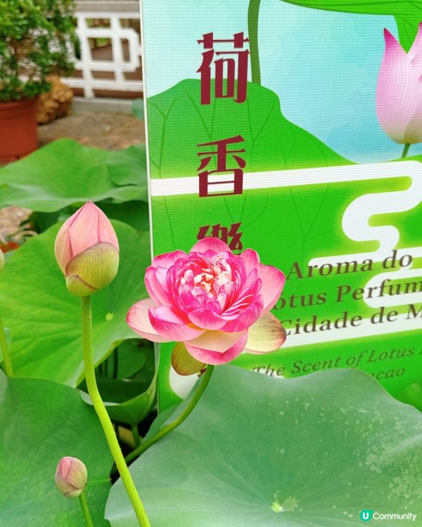 紅柱綠瓦古風情 🌿荷塘映春草 🌸