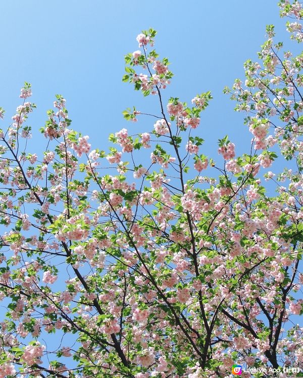 櫻花樹下賞櫻野餐🌸