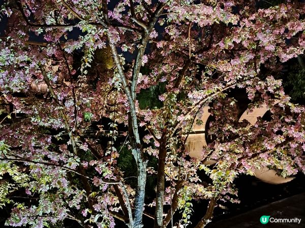 江南風景，賞湖光山色及夜櫻