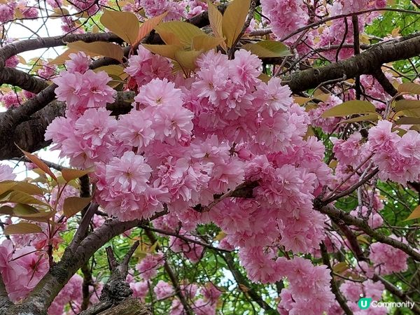 英國Greenwich 賞花