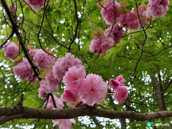 英國Greenwich 賞花