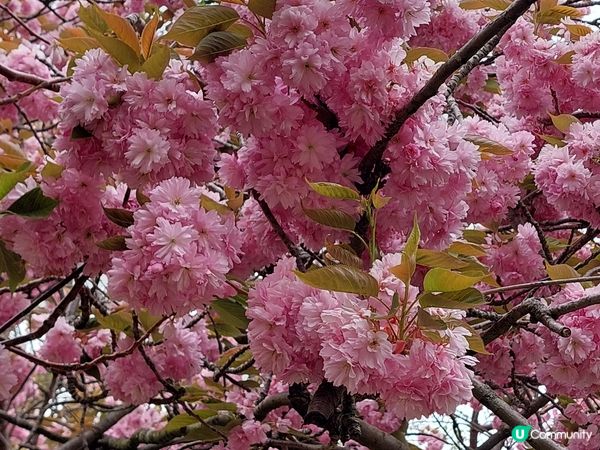 英國Greenwich 賞花