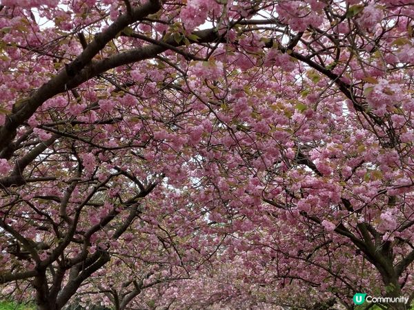 英國Greenwich 賞花