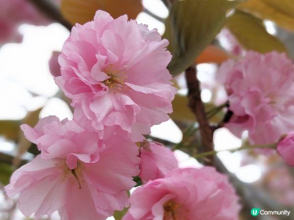 英國Greenwich 賞花