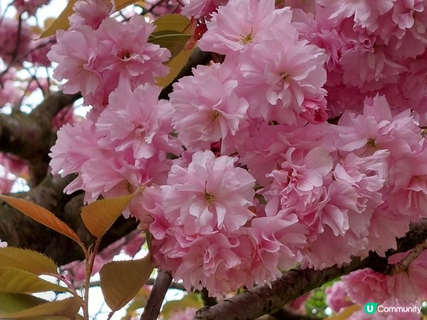 英國Greenwich 賞花