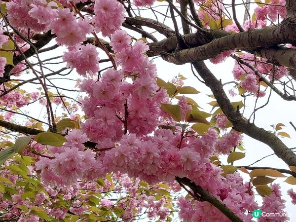 英國Greenwich 賞花