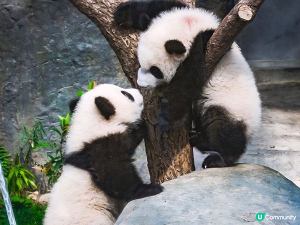 香港海洋公園大熊貓龍鳳胎一歲生日慶祝活動