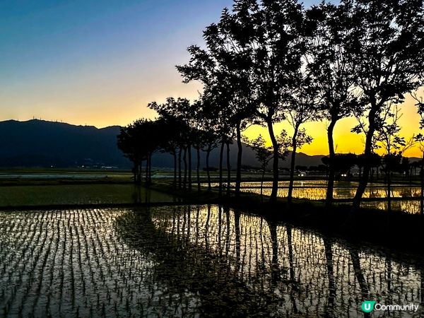 插秧季美景！新潟限定🌾✨
