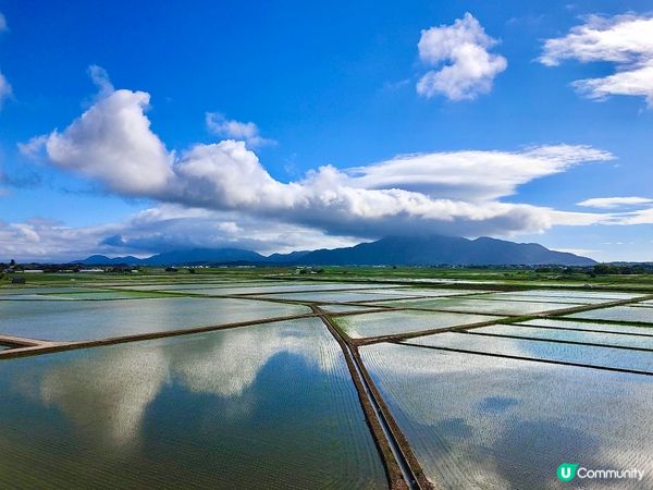 插秧季美景！新潟限定🌾✨