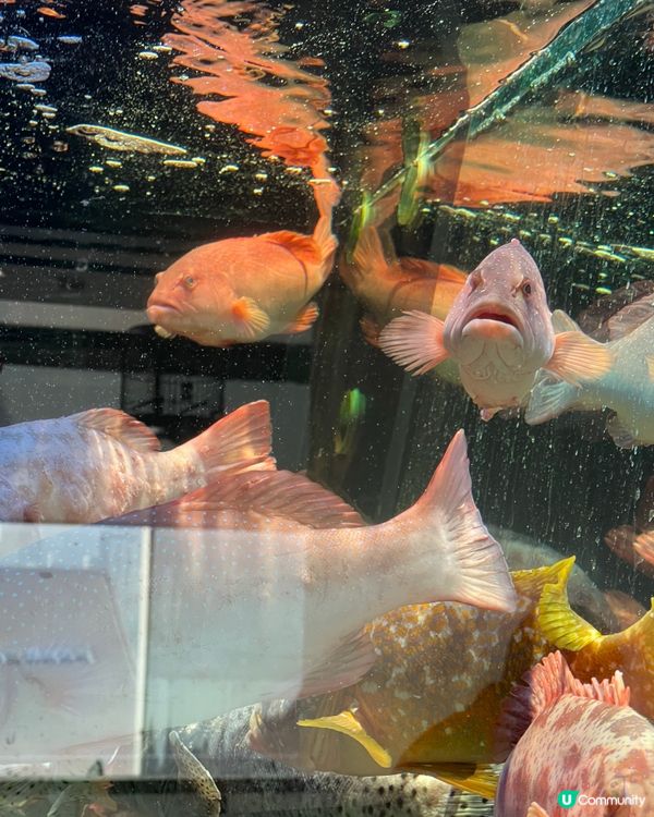 $7 $8 $9 飲茶猛食