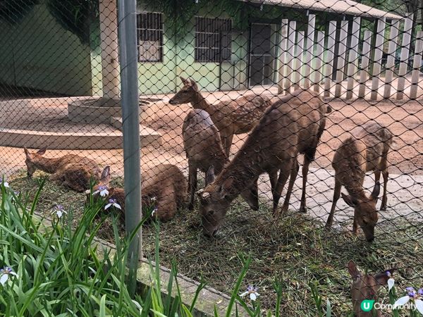 南寧動物園親子遊 🐘🦒🐒  
騎馬仔餵動物，玩到唔捨得走