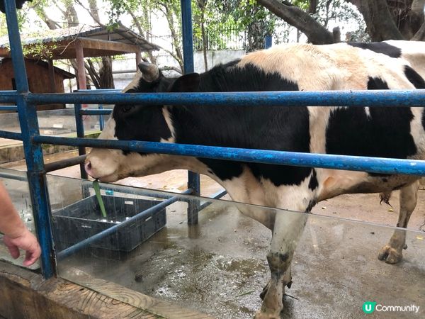南寧動物園親子遊 🐘🦒🐒  
騎馬仔餵動物，玩到唔捨得走