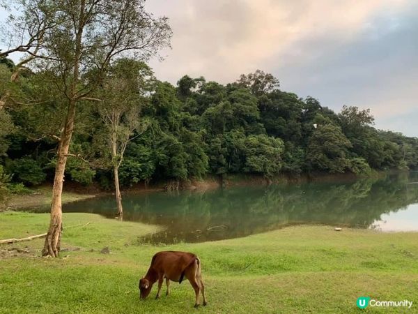 城門水塘新手行山路線！🏞️ 2小時輕鬆打卡✅