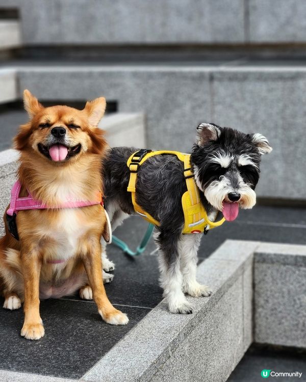 遛狗放空好地方