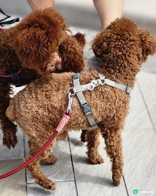 遛狗放空好地方