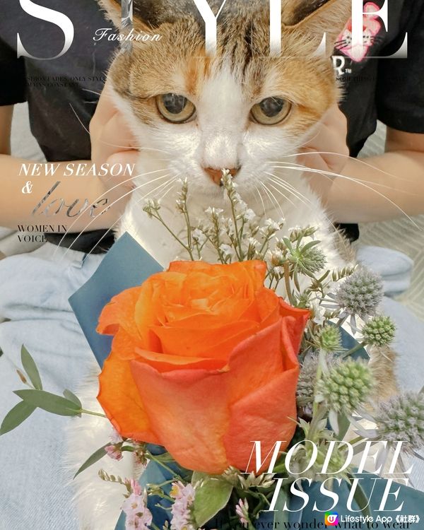 可愛貓貓配鮮花真美好