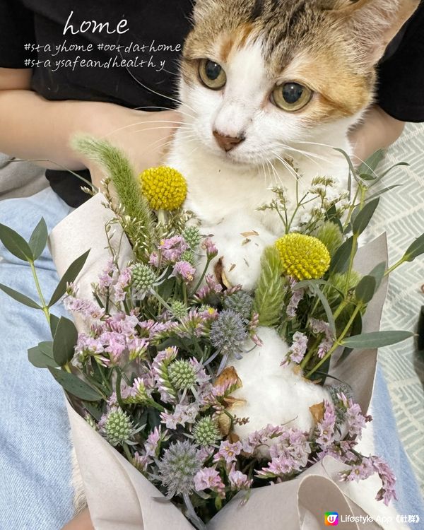 可愛貓貓配鮮花真美好