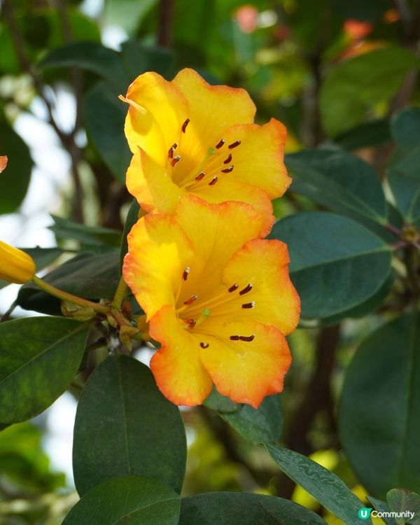 亞洲最熱門旅遊景點 - 濱海灣花園